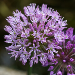 Close-up of a spherical lilac onion flower. Flower ball. Cultivated sort Allium hollandicum. Blurred dark green background