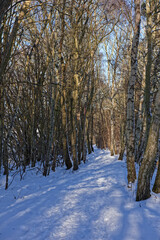 Deep snow covering the path between the Trees of an old Railway line between Colliston and St Vigeans on a bright Winters day in February.