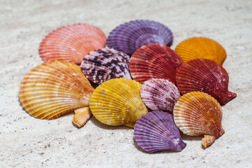 Bright shells of different colors.