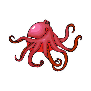 Octopus. Vector stock illustration eps10. Isolate on white background