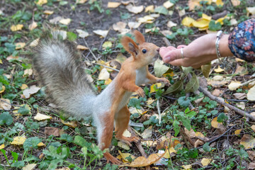 Curious squirrel eating pine nuts from hands in the park 