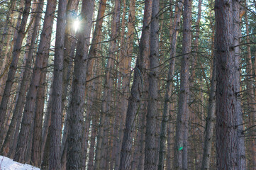 Pine forest in the mountains in winter, the sun shines through the trunks.