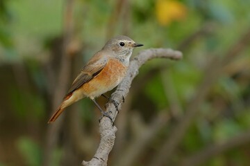 robin on a branch