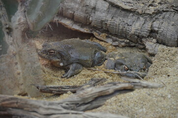 Rana arvalis, in the Frankfurt am Main zoo