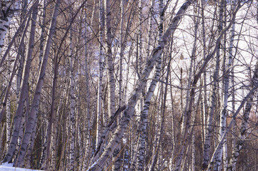 Birch forest at the foot of snowy mountains. Mountain forest in winter.
