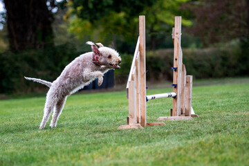 Bedlington Terrier competing in agility