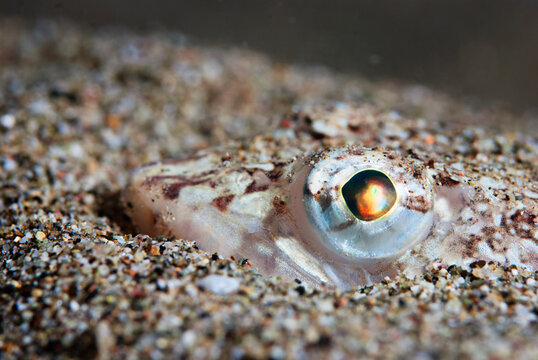 Lizard fish hiding in pebbles in Mediterranean sea