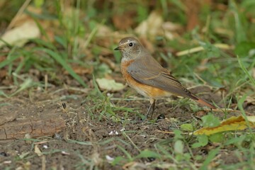 robin on the grass