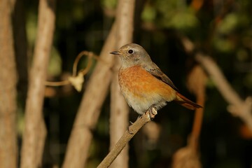 robin on a branch