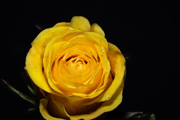 Yellow rose against black background