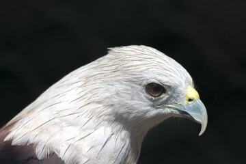 Brahminy kite (Haliastur indus), formerly known as the red-backed sea-eagle in Australia, is a medium-sized bird of prey in the family Accipitridae