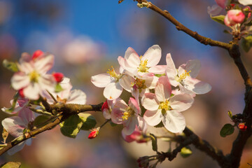 Obraz na płótnie Canvas apple blossom in spring