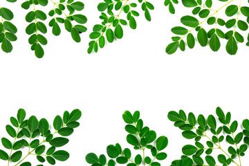 Moringa leaf border isolated on white background. Fresh green leaves frame. Moringa oleifera is both food and herbal medicine.
