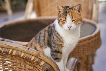 Fototapeta na wymiar Yard cat sits on a chair in the yard