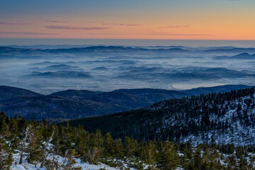 Fototapeta na wymiar snowy landscape with trees and dwarf pine before sunrise