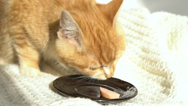 Young cat eating food from kitchen plate
