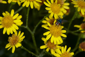 Common housefly Musca domestica  on yellow flowers in the garden