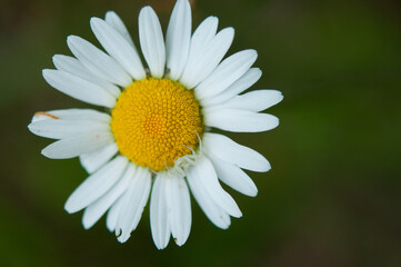 Obraz premium Single Oxeye Daisy Flower