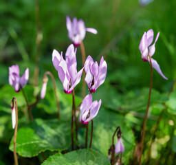 Wild Cyclamen bloom in the forest.  Winter in Israel. Selective focus.