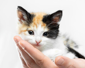 small tricolor kitten in male hands