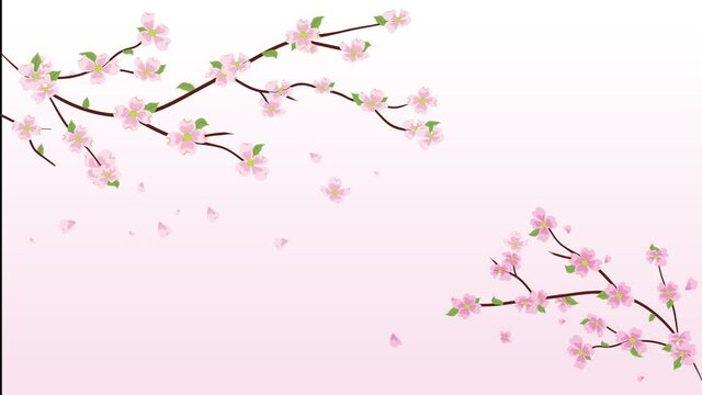 animated Cherry Blossom Sakura Petals falling flowers and leaves with pink background