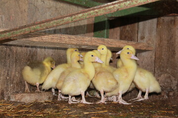 kleine Küken im stall 