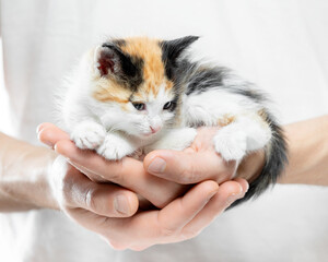 small tricolor kitten in male hands