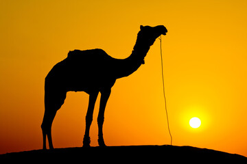 Silhouette camel at sunset on the dunes of the Thar desert. Jaisalmer, India.