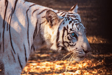 portrait of a white tiger in the forest
