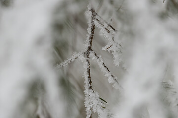 frost on the branches