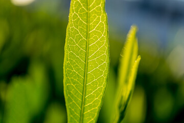 Green leaf on blurred background in garden