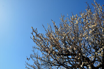 満開の白梅と快晴
