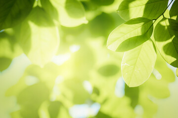 Closeup green leaf on blurred background
