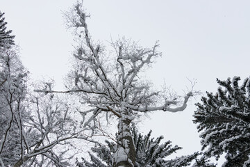 tree in snow