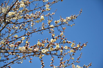 満開の白梅と快晴