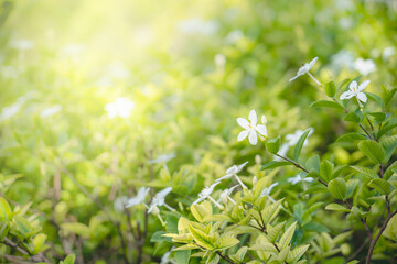 Closeup Jasmine and green leaf