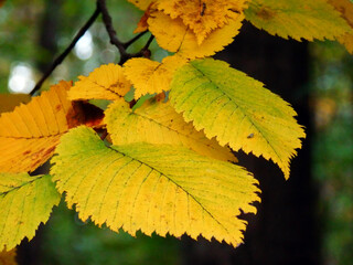 Yellow autumnal leaves detail