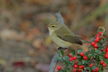 robin on branch