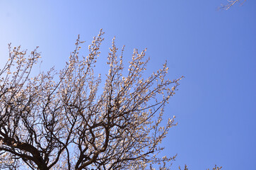 桃色の梅の花満開と快晴