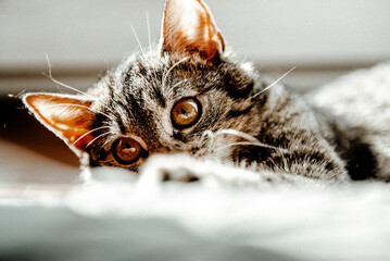 cat © mirek