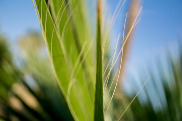 Beautiful exotic pattern of green tropical palm leaves