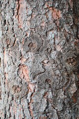 Bark of tree close up. Wooden natural texture .The concept of protecting and preserving nature.