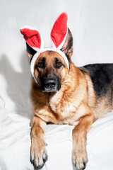 Dog is charming Easter bunny. German shepherd of black and red color lies on white blanket with soft red rabbit toy ears. Creative dog costume for celebrating Catholic Easter.