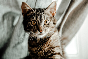 cat © mirek