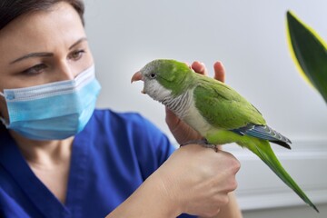 Doctor woman veterinarian examining a green Quaker parrot