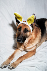 Dog is charming Easter bunny. German shepherd of black and red color lies on white blanket with soft yellow bunny toy ears. Creative dog costume for celebrating Catholic Easter.