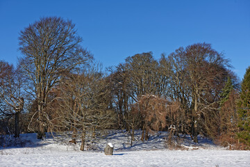 Mixed woodland beside the fairway of an abandoned Golf Course at Letham Grange near Arbroath, with Deep snow from the Beast From The East.