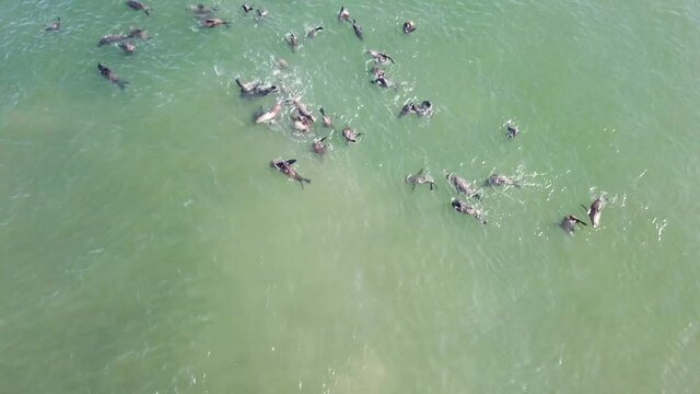 Seal colony at cape cross in Namibia