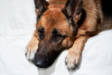 Cute domestic dog lies with its paws folded in front of its muzzle. Charming black and red German Shepherd lies on white blanket resting and posing.