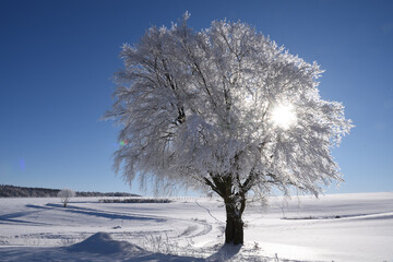 Tree covered with hoarfrost at Freienhagen, Germany